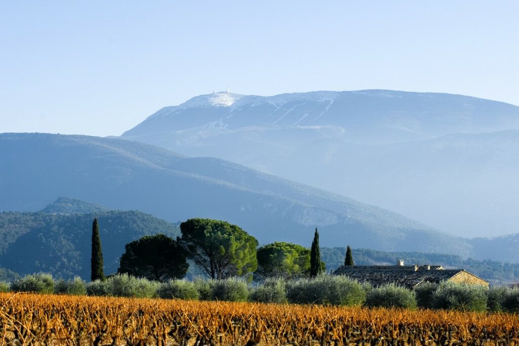 Vue sur du vignoble avec le Mont Ventoux en arrière plan.