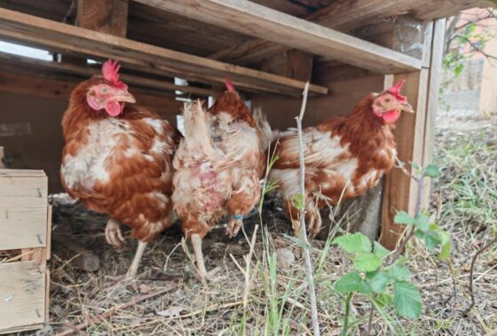L’accueil de Loisirs adopte des poules !